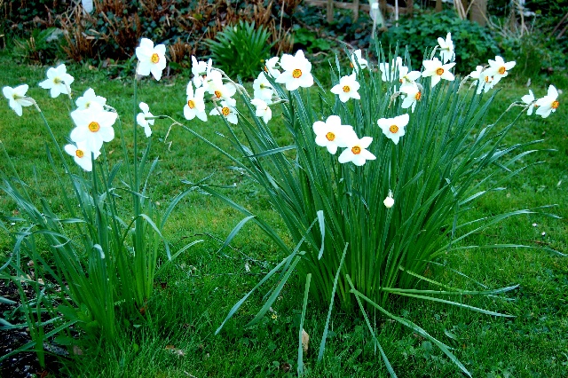 Narcissus Poeticus - Alpine Garden Society